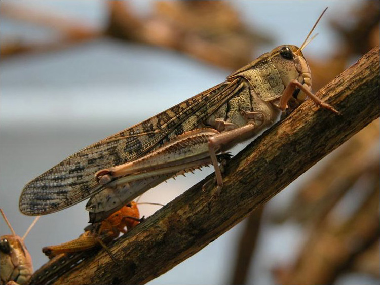 migratory locust