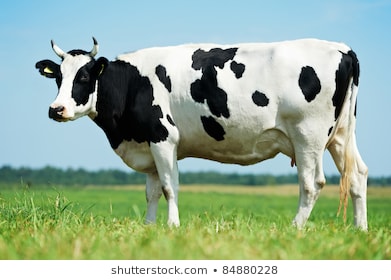milch cow