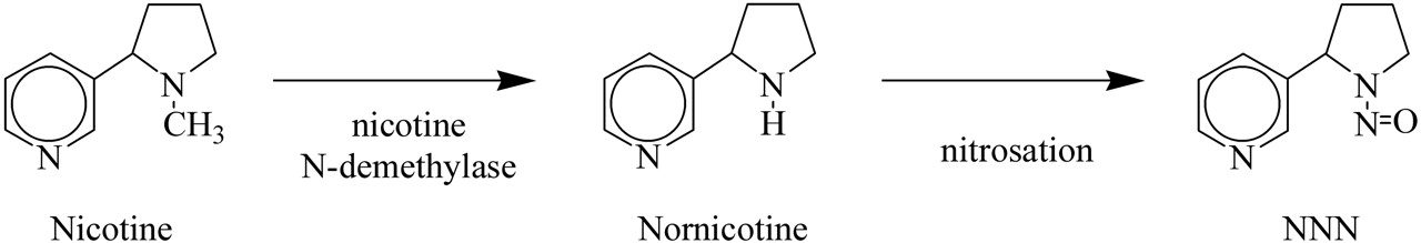 nornicotine