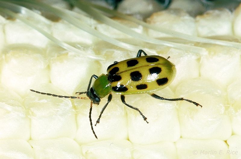 northern corn rootworm