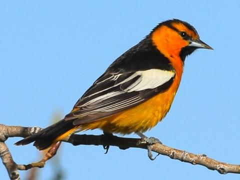 northern oriole