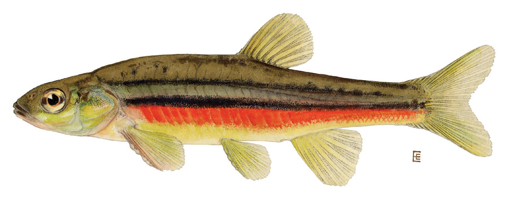 northern redbelly dace