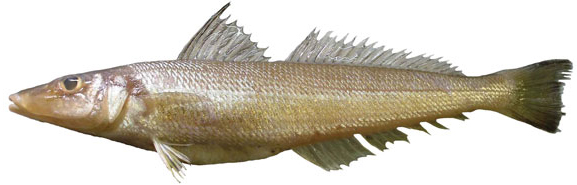 northern whiting