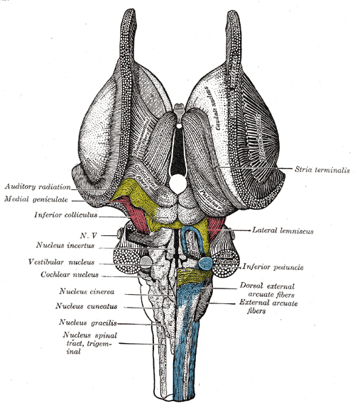 nuclei nervi vestibulocochlearis