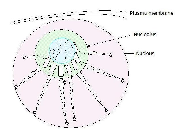 nucleolar satellite