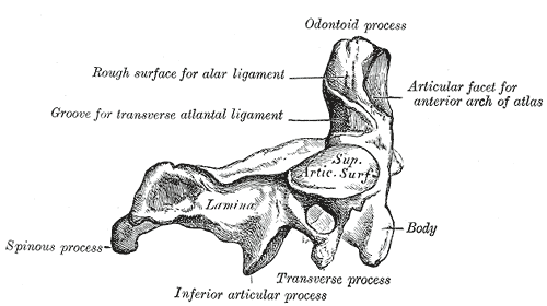 odontoid process of epistropheus