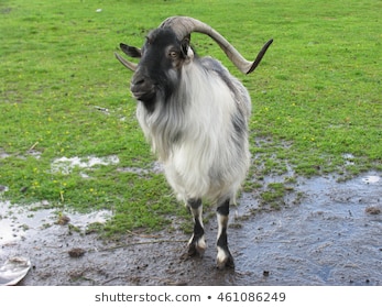 old goat