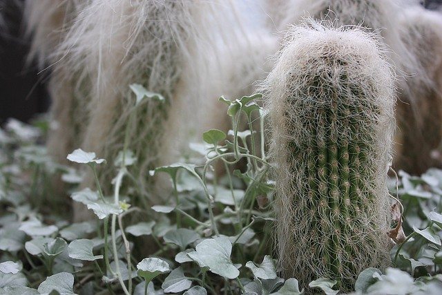 old-man cactus