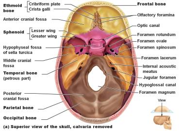 olfactory foramen