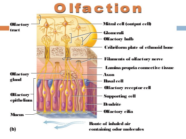 olfactory gland