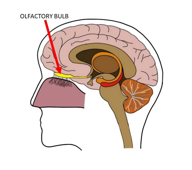 olfactory lobe