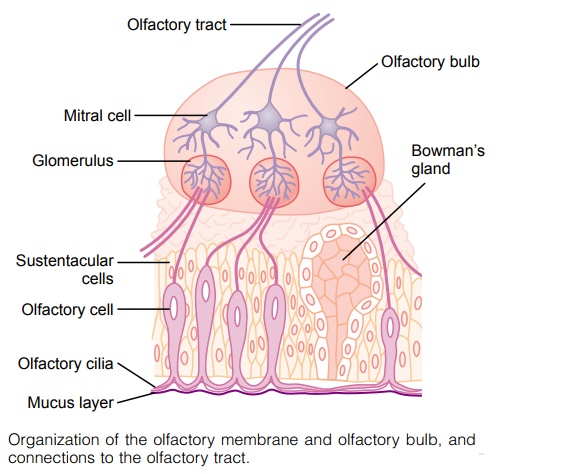 olfactory membrane
