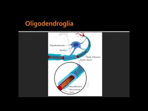 oligodendroglia