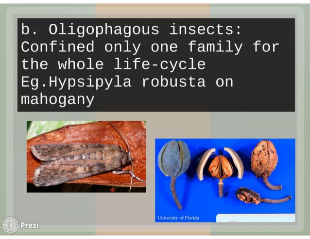 oligophagous