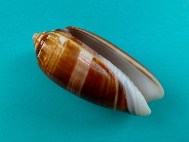 olive shell
