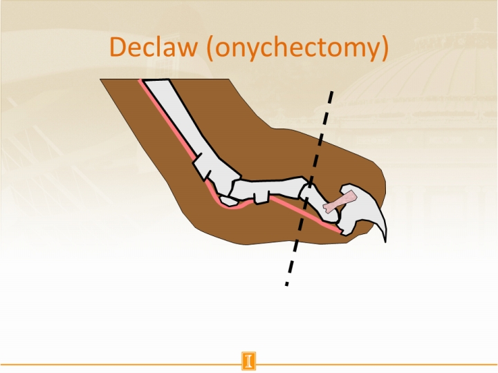 onychectomy