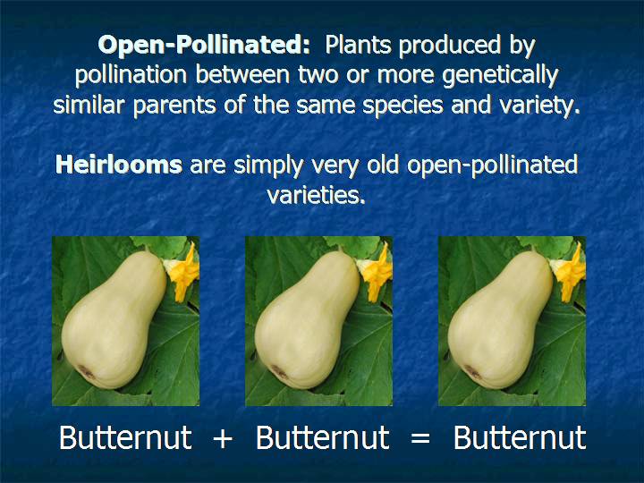 open-pollinated