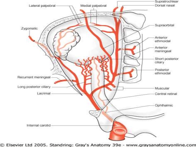 ophthalmic artery