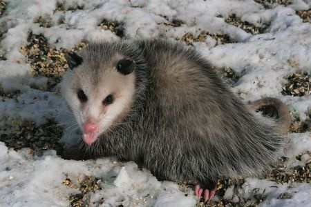 opossum block