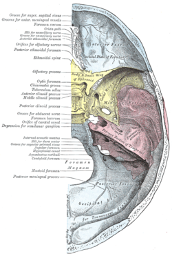 optic foramen