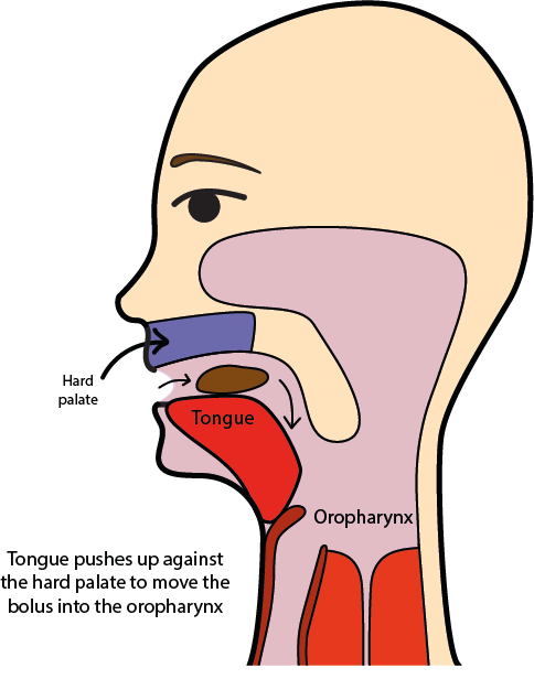 oral phase