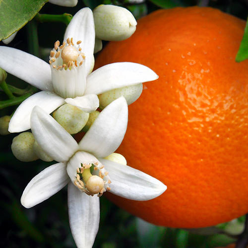 orange flower oil