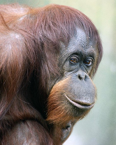 orangutang