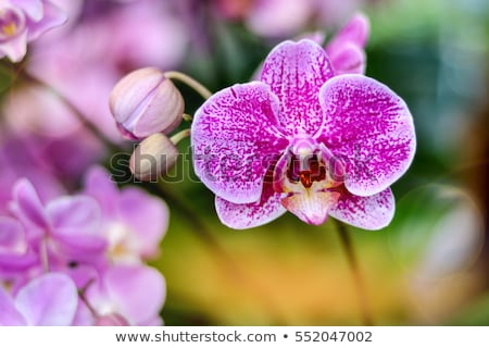 orchidaceous
