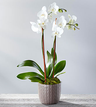 orchidic