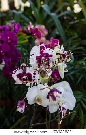 orchidology