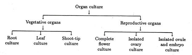 organ culture
