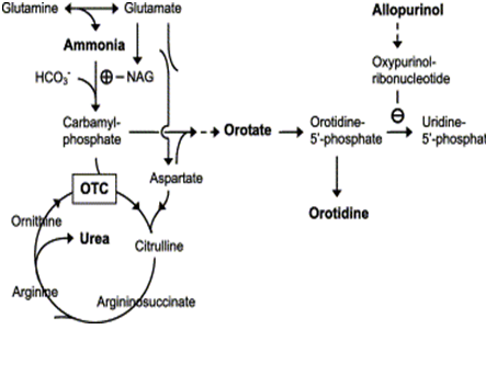 orotic aciduria