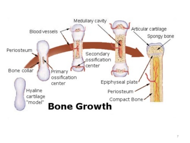 osteogeny