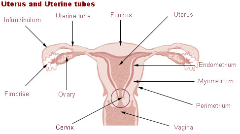 ostium of uterus