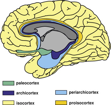 paleocortex