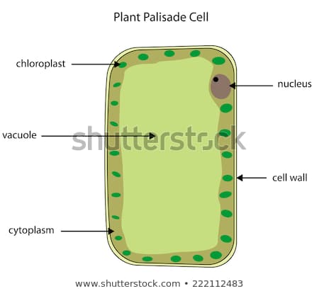 palisade cell
