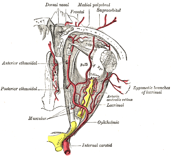 palpebral artery