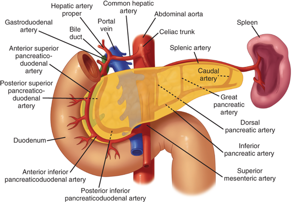 pancreatic artery