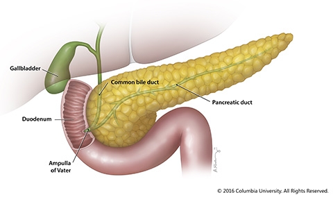 pancreatic digestion
