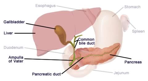 pancreatic duct