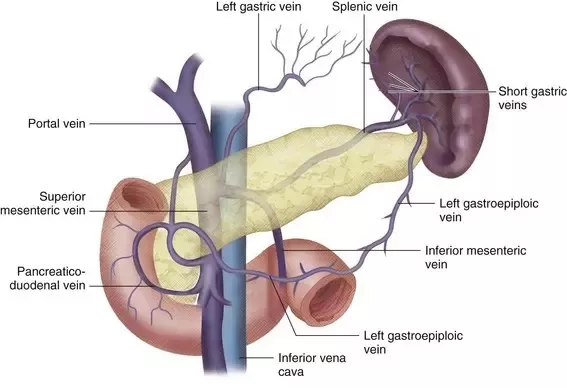pancreatic vein
