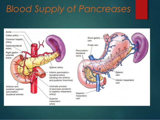 pancreatico-