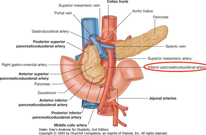 pancreaticoduodenal artery