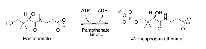 pantothenate
