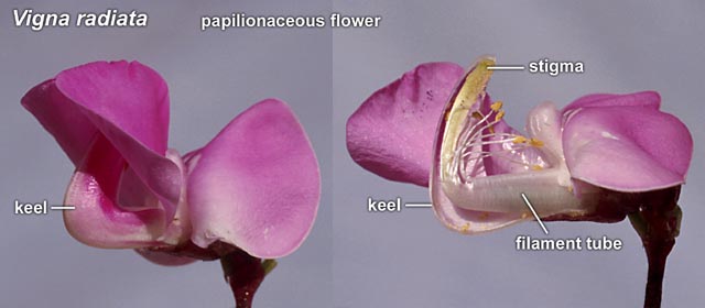 papilionaceous