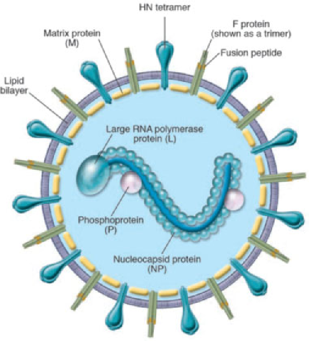 para-influenza virus