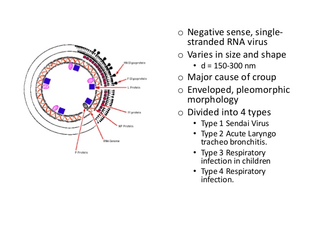 parainfluenza 1 virus