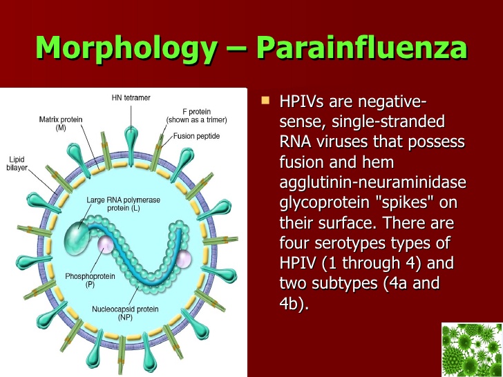 parainfluenza 4 virus