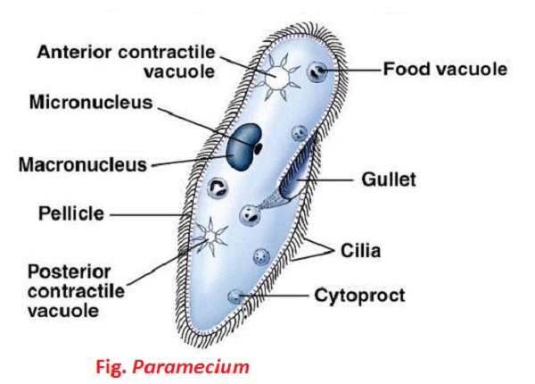 paramecium