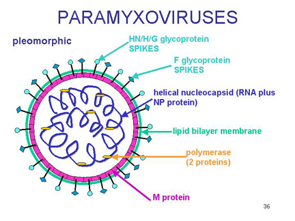 paramyxovirus